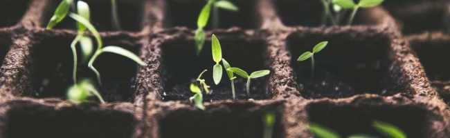 Featured image for Plant breeder: job description