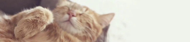 Featured image for Prove you've got the soft skills IT professionals need