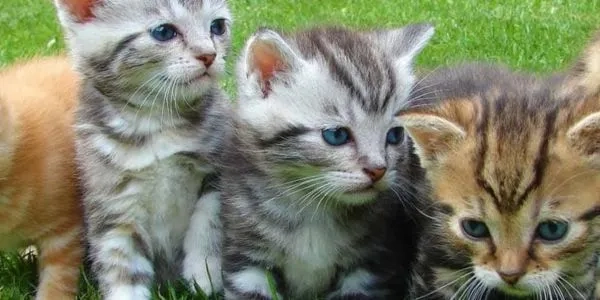 Thumbnail image for Veterinary surgeon: job description